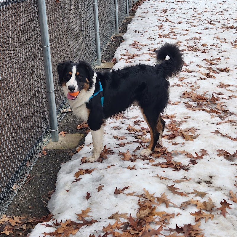 Central Bark Dog Park