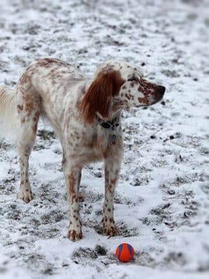 Central Bark Dog Park