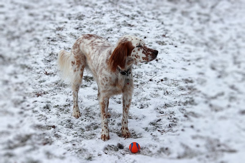 Central Bark Dog Park