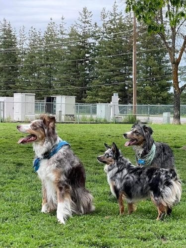 Central Bark Dog Park