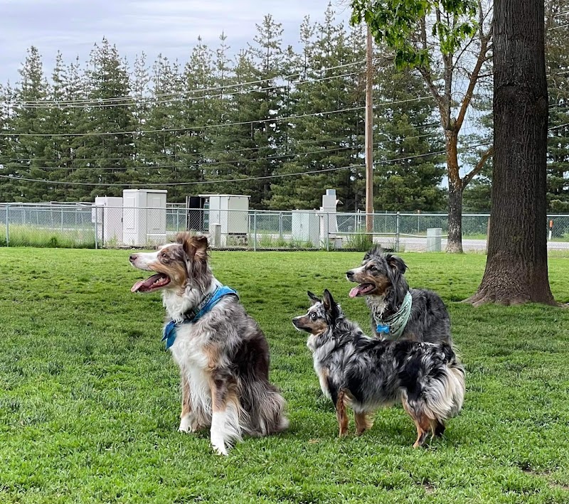 Central Bark Dog Park
