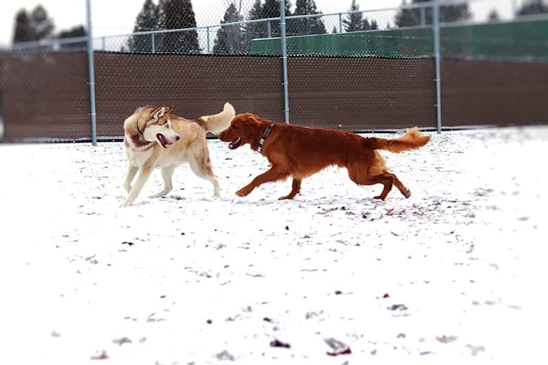 Central Bark Dog Park