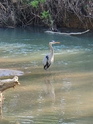 Wolftever Creek Greenway