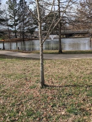 Wolftever Creek Greenway