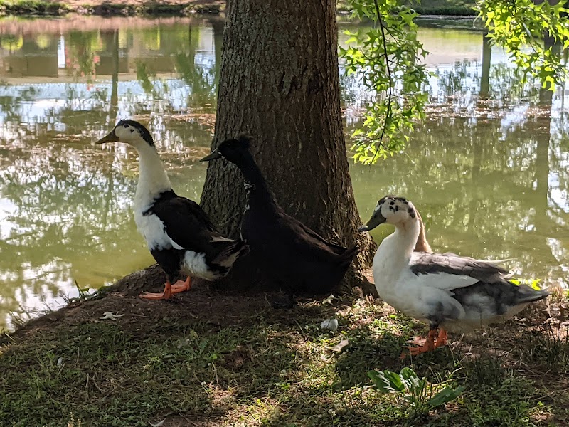 Wolftever Creek Greenway - Collegedale, TN