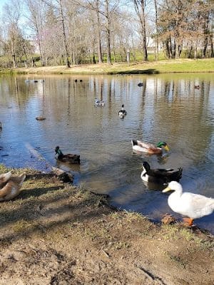 Wolftever Creek Greenway