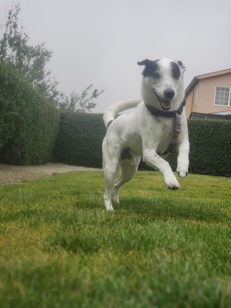 Bark Park - Colma, CA