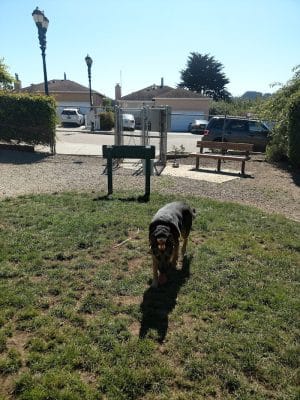 Bark Park