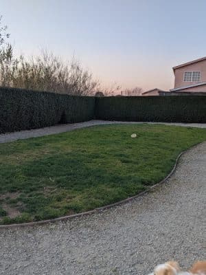 Bark Park
