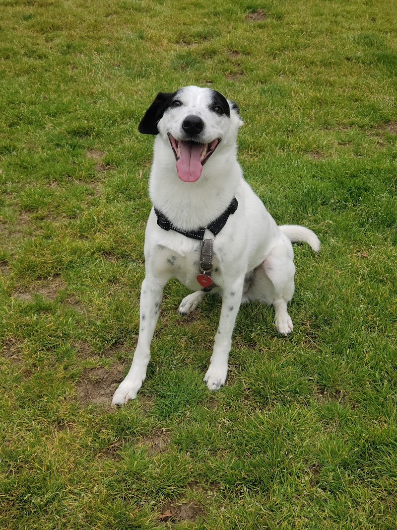 Bark Park - Colma, CA