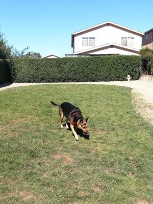 Bark Park