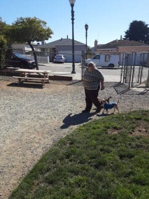 Bark Park