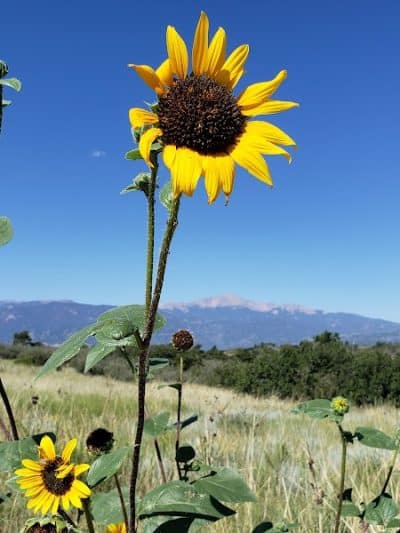 Palmer Park (Yucca Flats Trailhead) - Colorado Springs, CO