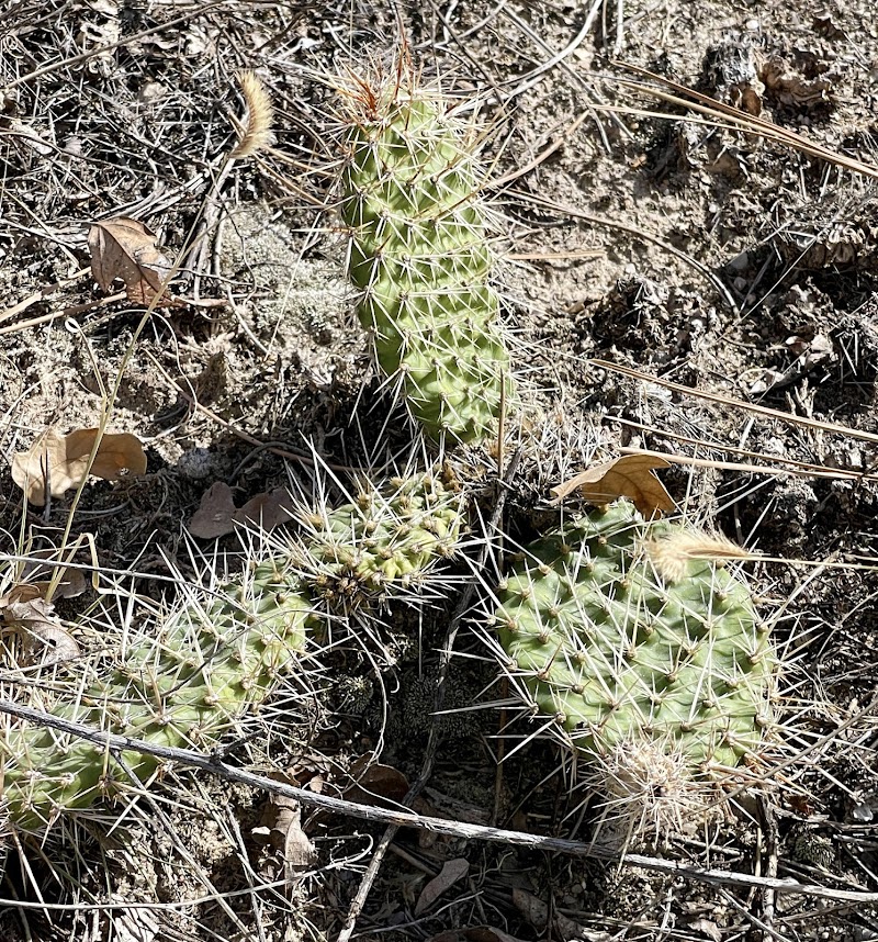 Palmer Park (Yucca Flats Trailhead) - Colorado Springs, CO