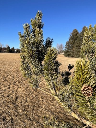 Grant Park - Colorado Springs, CO