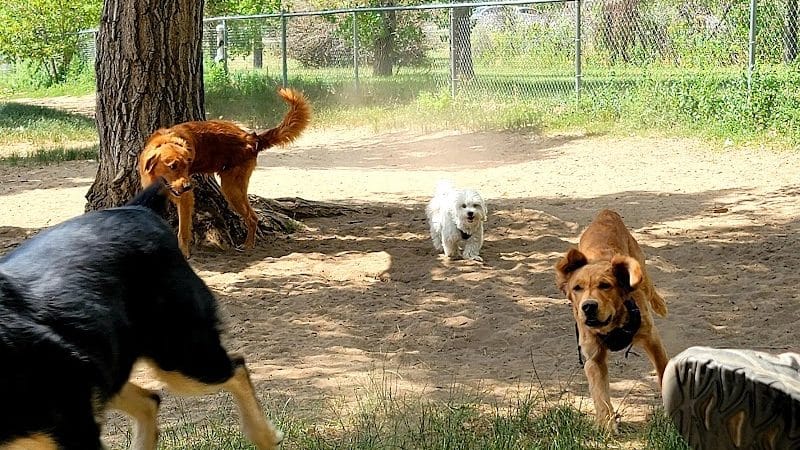 Rampart Dog Park - Colorado Springs, CO