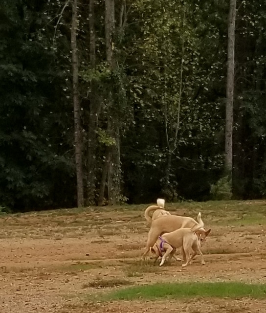 Weddington Road Bark Park
