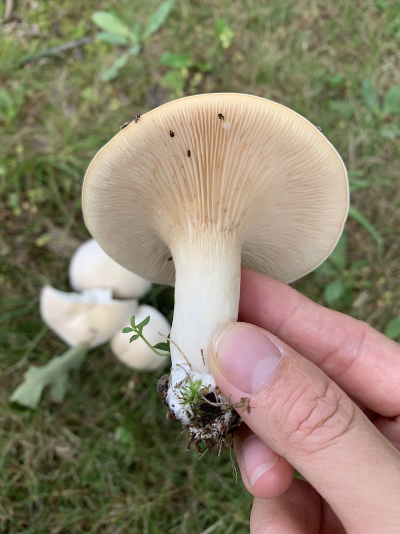 Clarkstown’s K-9 Corrals - Congers, NY