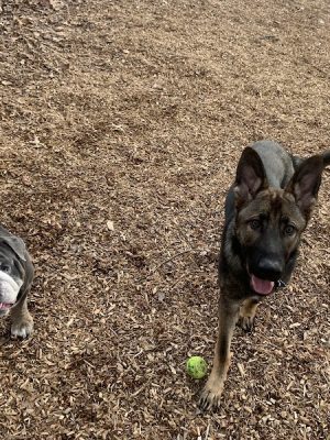Clarkstown’s K-9 Corrals