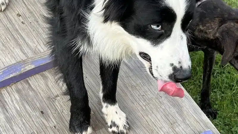 Rotary Dog Park - Corbin, KY