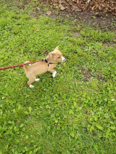 Rotary Dog Park - Corbin, KY