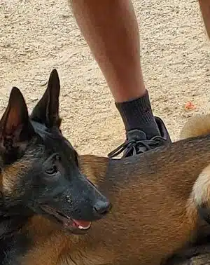 Swaney Pointe K-9 Park