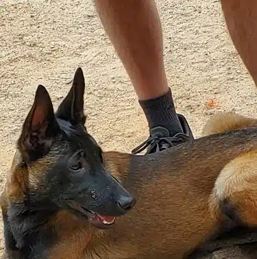 Swaney Pointe K-9 Park