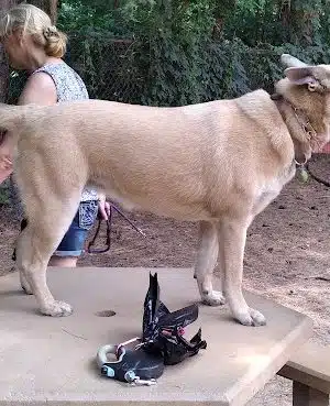 Swaney Pointe K-9 Park