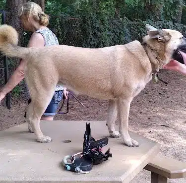 Swaney Pointe K-9 Park