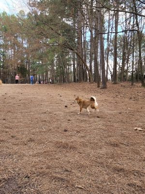 Swaney Pointe K-9 Park