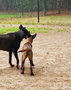 Swaney Pointe K-9 Park