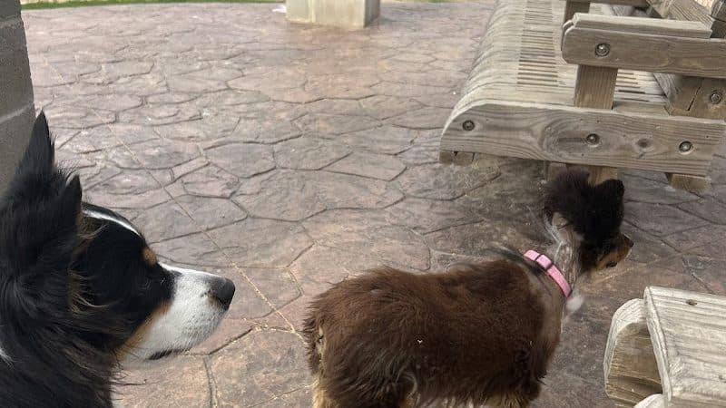 Bill Witt Dog Park - Corpus Christi, TX