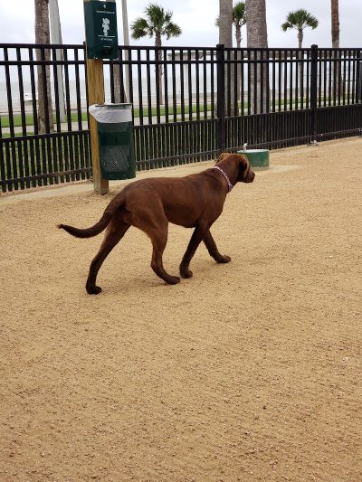 Vishal Bhagat Dog Park - Corpus Christi, TX