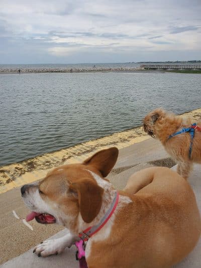 Vishal Bhagat Dog Park - Corpus Christi, TX
