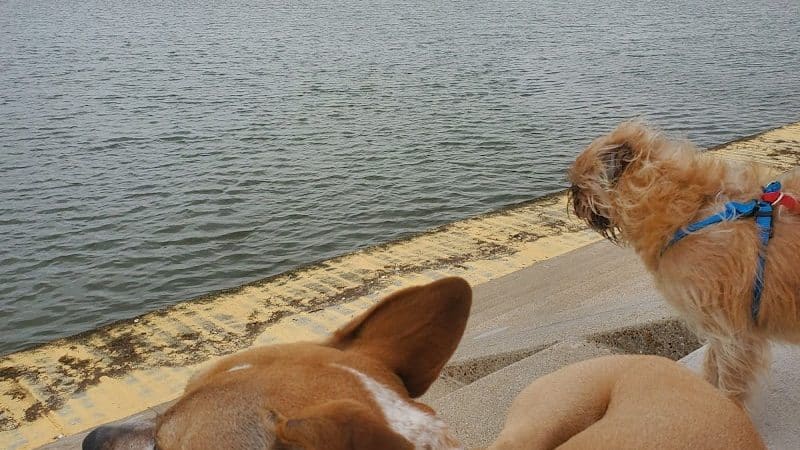 Vishal Bhagat Dog Park - Corpus Christi, TX