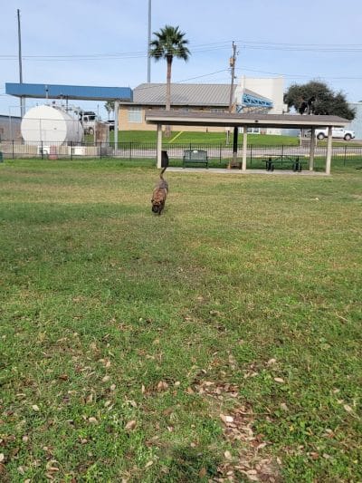 Vishal Bhagat Dog Park - Corpus Christi, TX