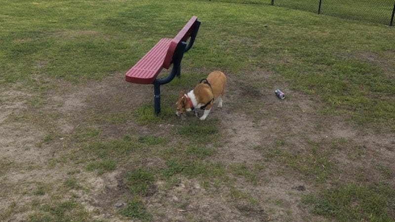 Vishal Bhagat Dog Park - Corpus Christi, TX