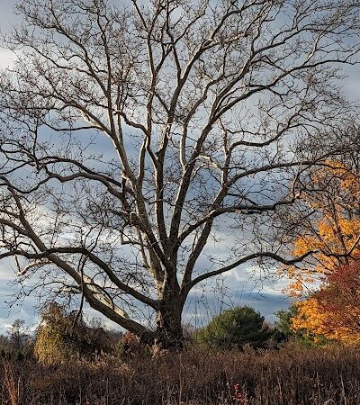 Bulk Farm Nature Center - Cranbury, NJ