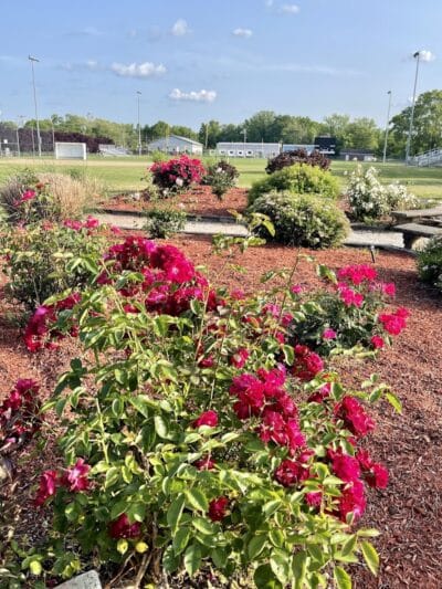 Pierson Park - Cromwell, CT