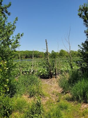 Lemon Lake County Park
