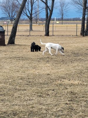 Hound Town Dog Park