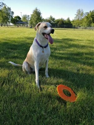 Hound Town Dog Park