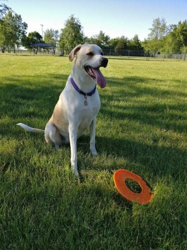 Hound Town Dog Park