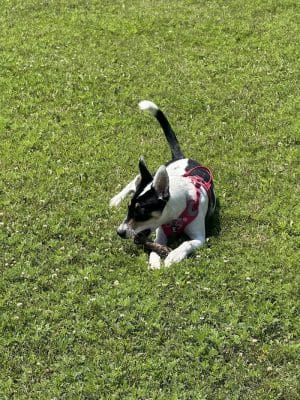 Hound Town Dog Park