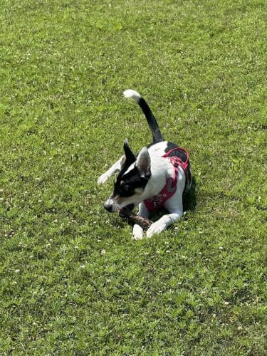 Hound Town Dog Park