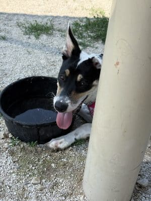 Hound Town Dog Park