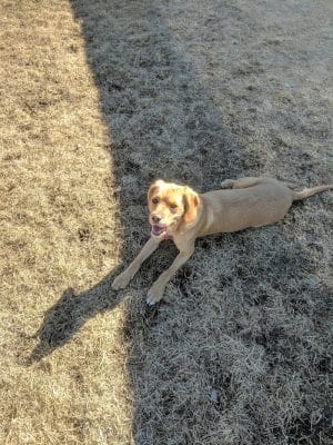 Hound Town Dog Park