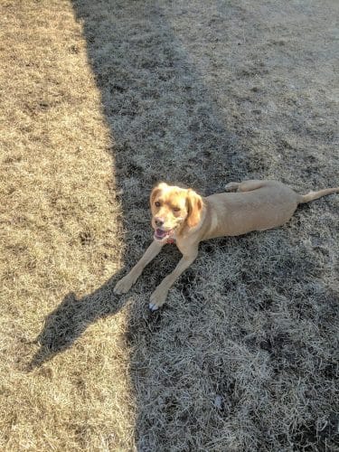 Hound Town Dog Park