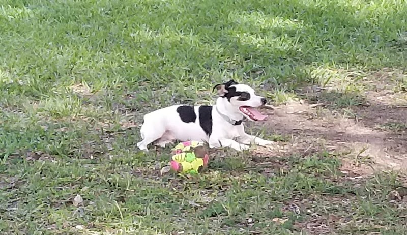 Dade City Dog Park - Dade City, FL