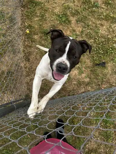 Dog Park Dale. - Daleville, AL